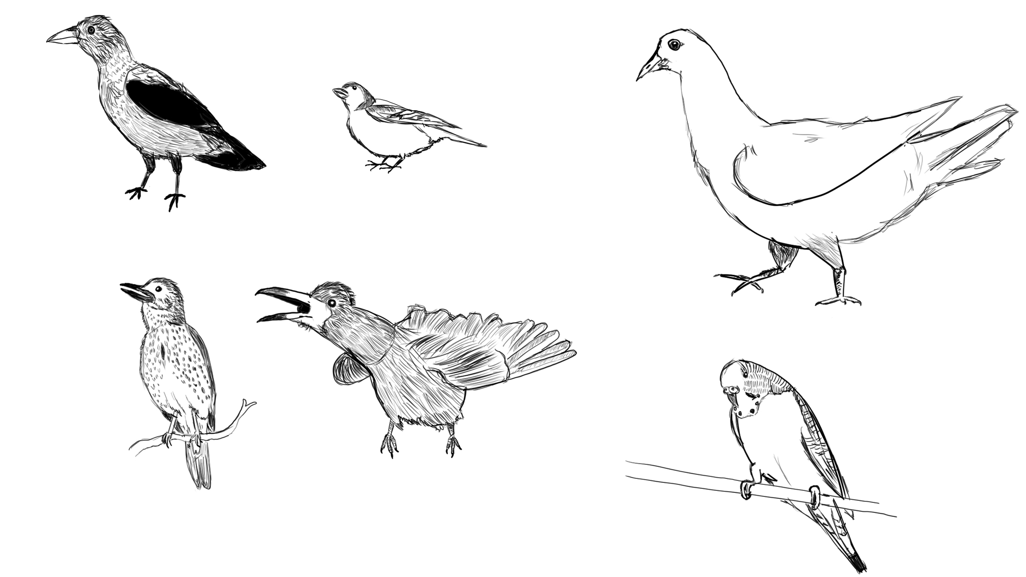 Нарисовать птиц карандашом и их названия
